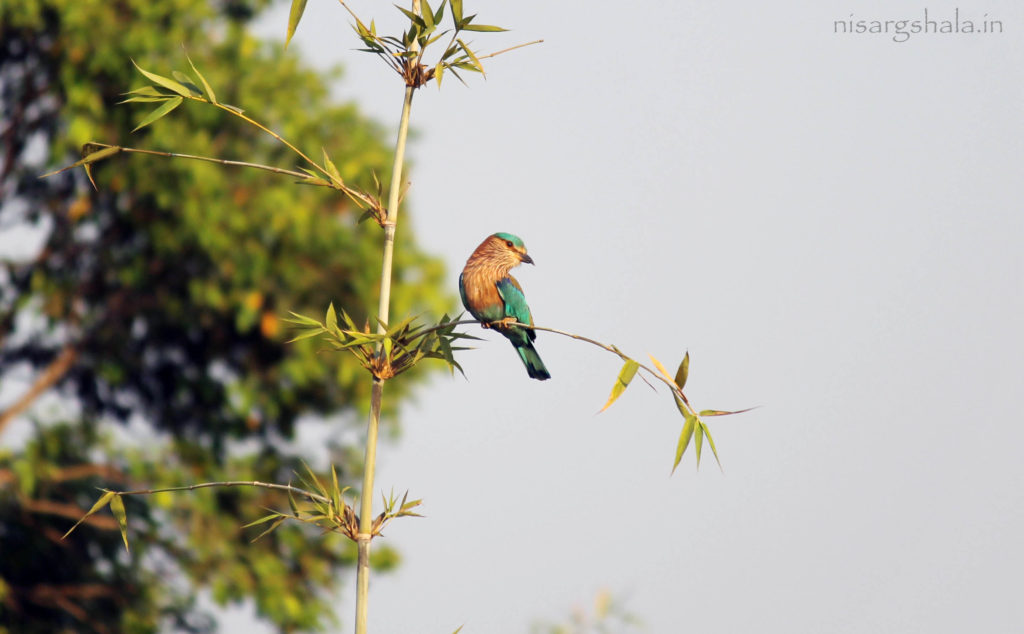 Lifespan : The longevity of Indian Roller exceeds up to 17 years of age.