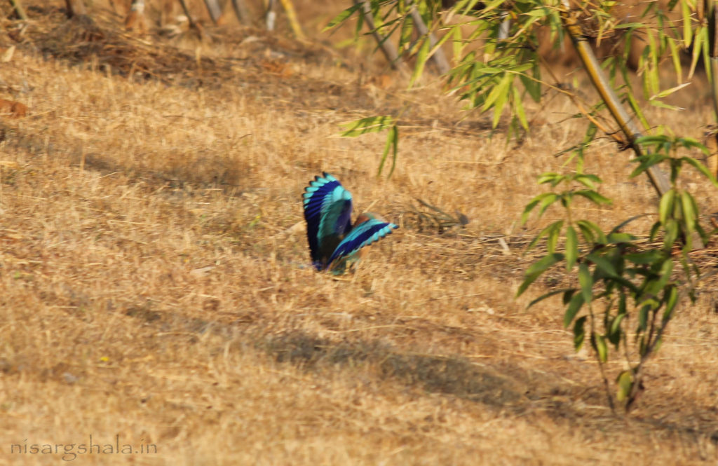 Habitat : Indian Roller prefers open ground, cultivated fields, local parks and cities at lower elevation.