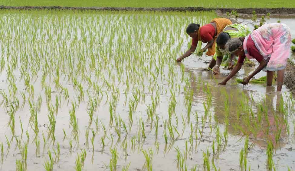 Women transplanting rice near Nisargshala Campsite