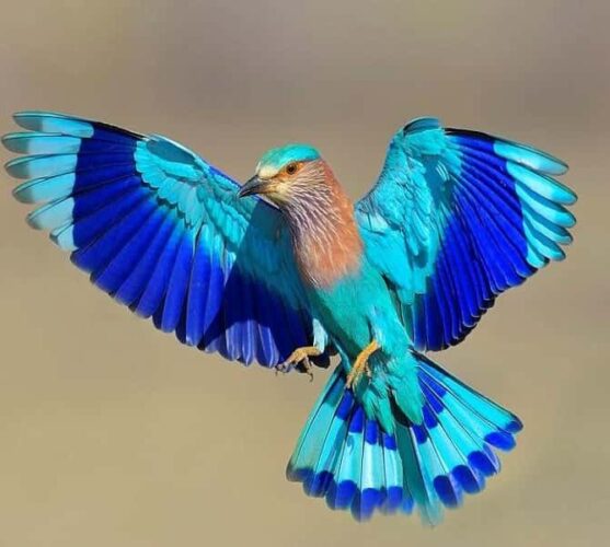 indian roller bird neelkanth pune