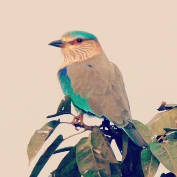 bird watching camping near Pune